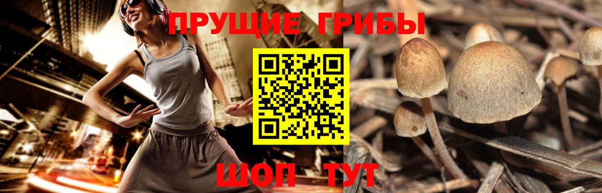 Зима  Псилоцибиновые грибы MAGIC MUSHROOMS  Вход с VPN 